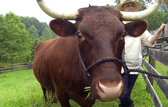 Carroll County Farm Museum Celebrates Oxen Jack & Jim’s 10th Anniversary